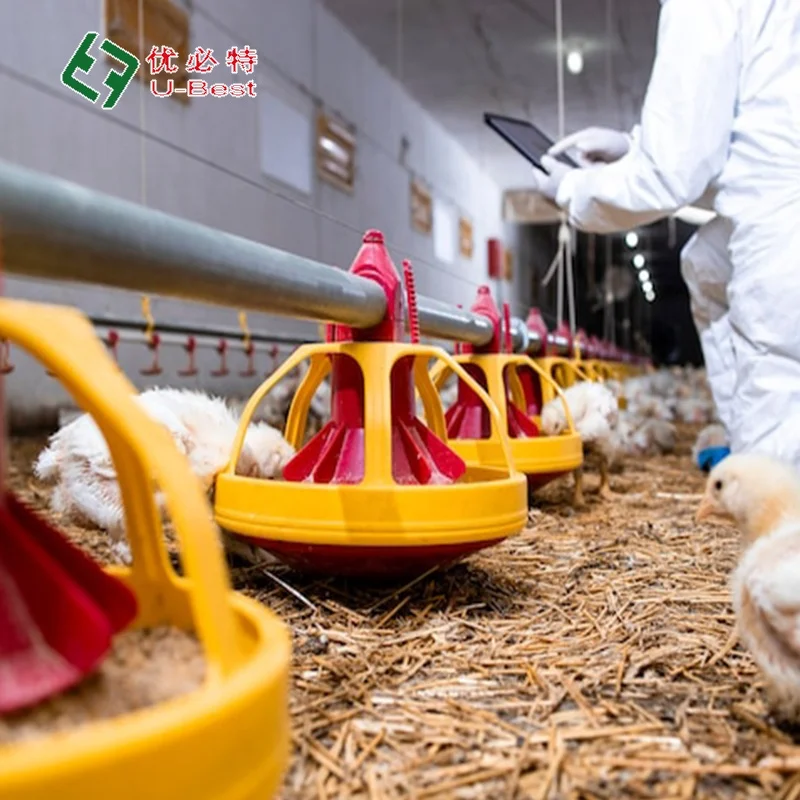 Good Quality Fully Automatic Complete Broiler Chicken Farming  House  Drinker LIne   Poultry Feeding Equipment