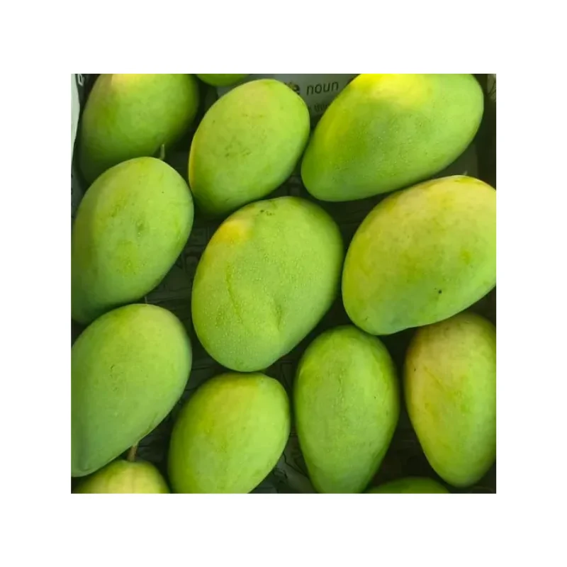 Top Direct Factory Supply/ Sale Mango Fresh Quality Natural Mango for Wholesale Manufacturers from India