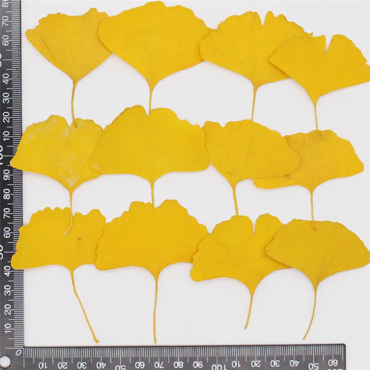 Real Dried Pressed Flower Gingko Leaf