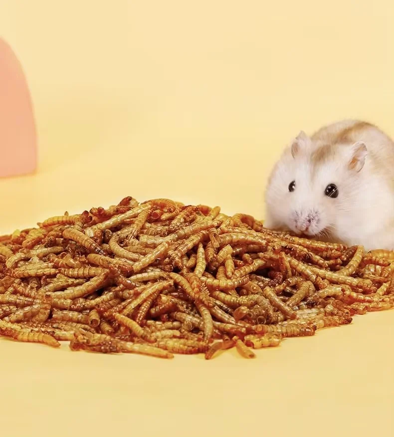 oem ODM Bird fish Hamster high protein tenebrio molitor flour weevil Tenebrio molitor yellow mealworms snacks dried pet food