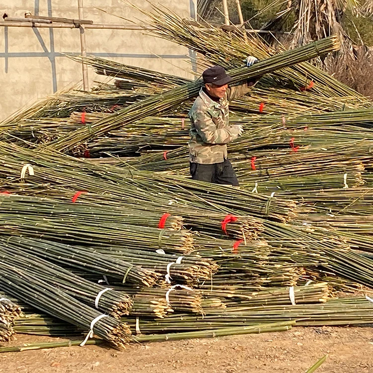 China Factory Direct Sales Of Strong Bamboo Fishing Rods 3M Long Bamboo Pole For Making Fence