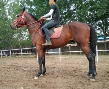 Western Barrel Cowhide west cowboy Leather horse Saddle pelana kuda