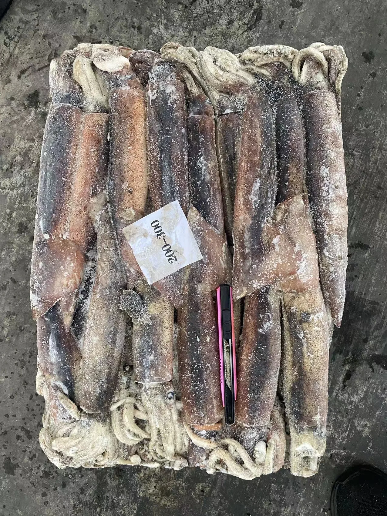 Argentina squid / frozen squid / frozen Illex Squid