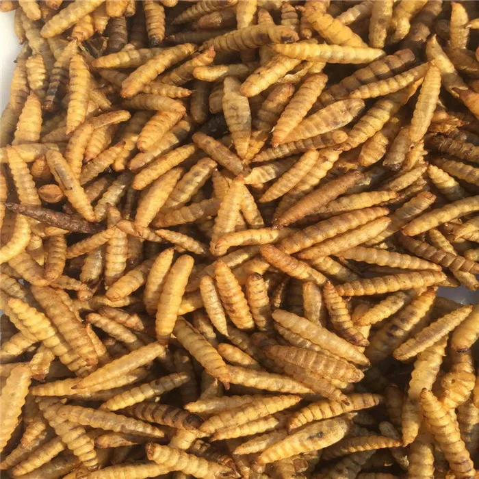 Popular trend best selling dried black soldier fly for poultry food animal feeding