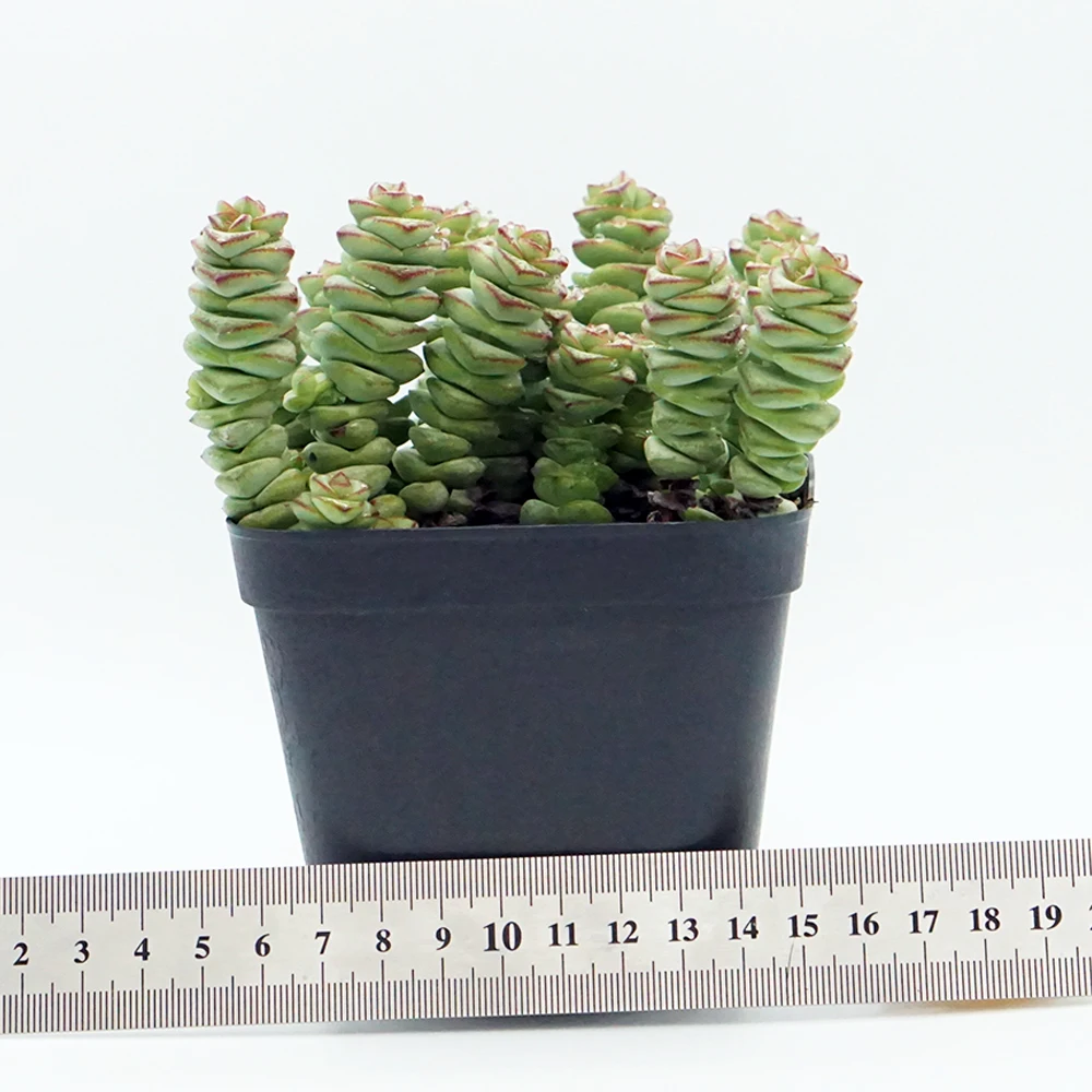 
Rare succulents wholesale plants live natural fresh korean echeveria succulents 