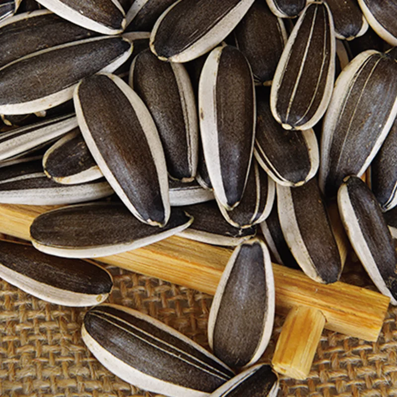 Biggest size grade A quality best price wholesale organic sunflower seeds Chinese large sizes black hulled sunflower oil