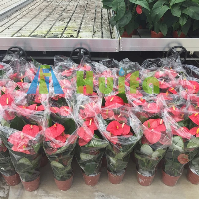 Good Sale Growing Rolling Bench Ebb And Flow Table Plastic Seedbed For Planting 4x8 Grow Table