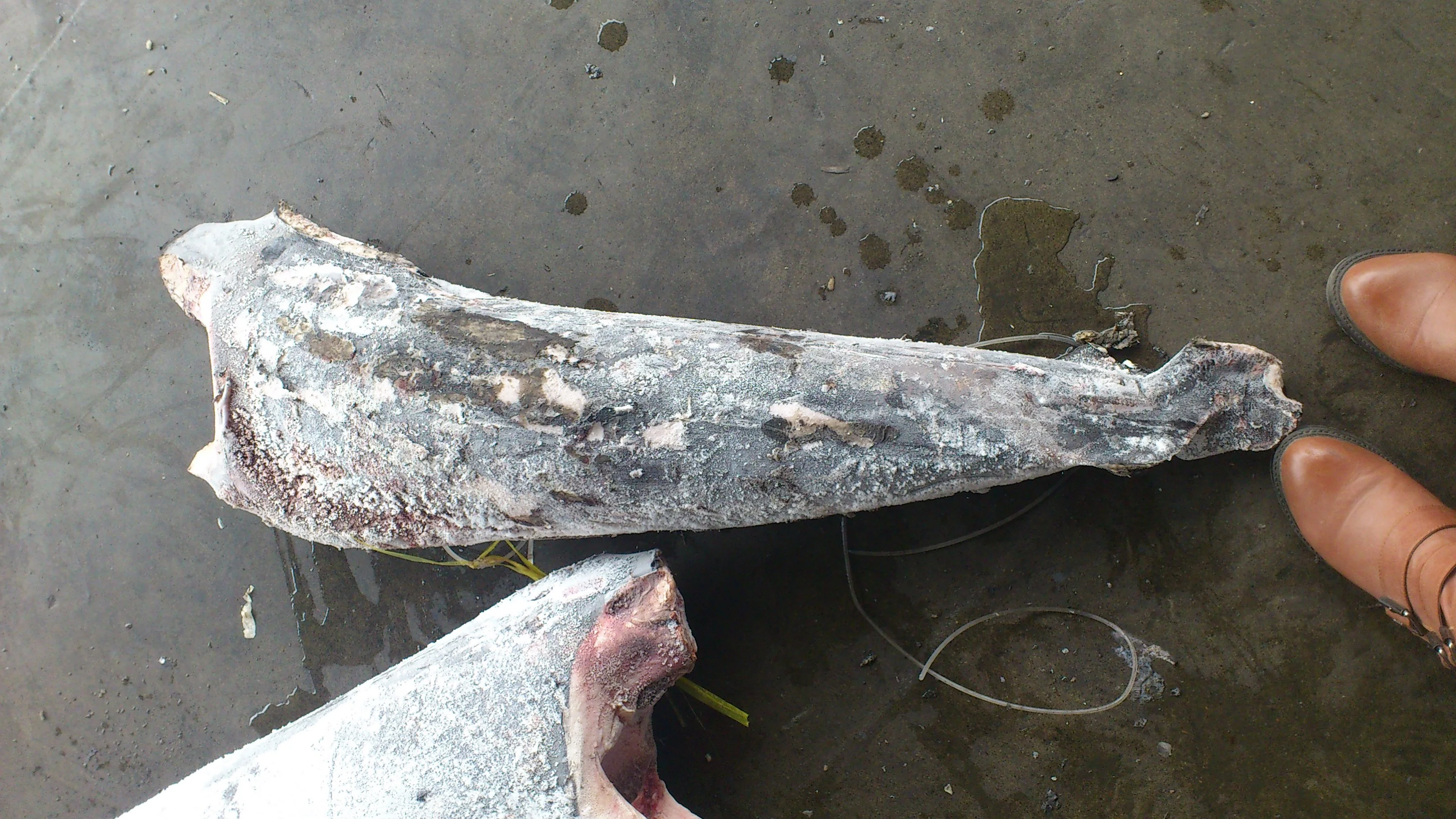 Wholesale Sword Fish DWT Sea Frozen Swordfish HGT