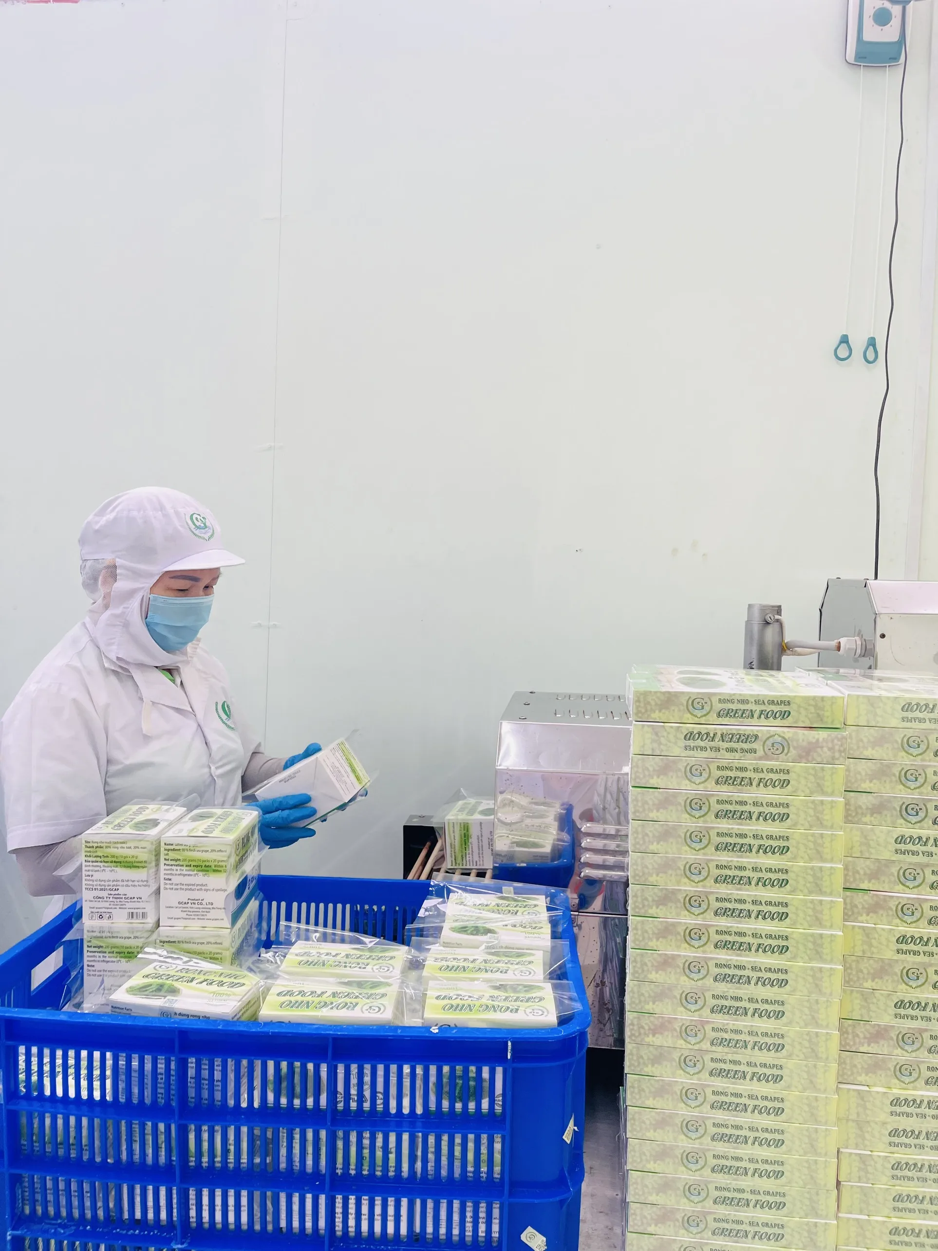 Organic Halal Sea Grapes (Umibudo) Dehydrated Seaweed from Viet Nam GCAP VN Manufacturer OEM Factory Brand Salt Preservation