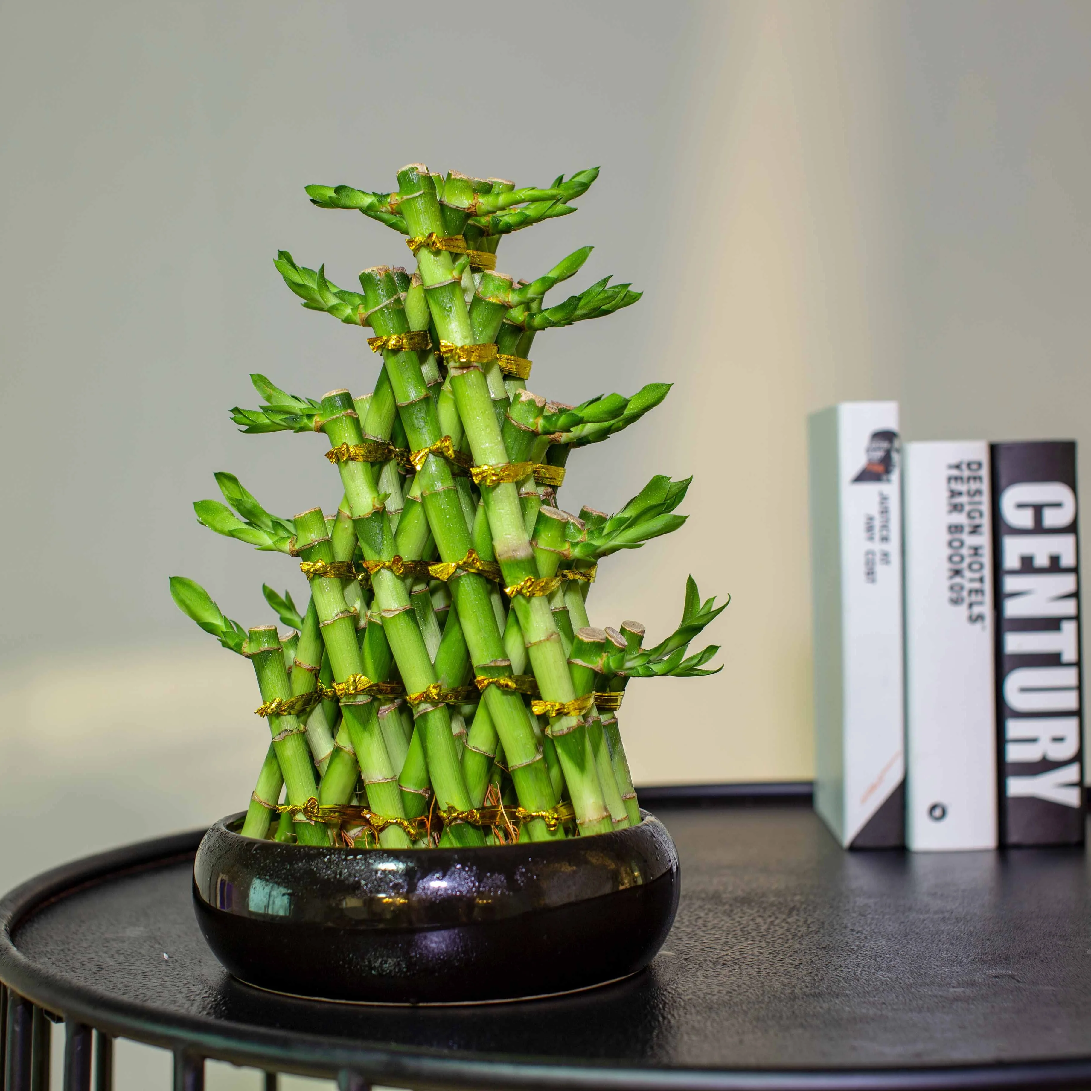 
miniature lucky bamboo live aquatic indoor plants sale zhanjiang 