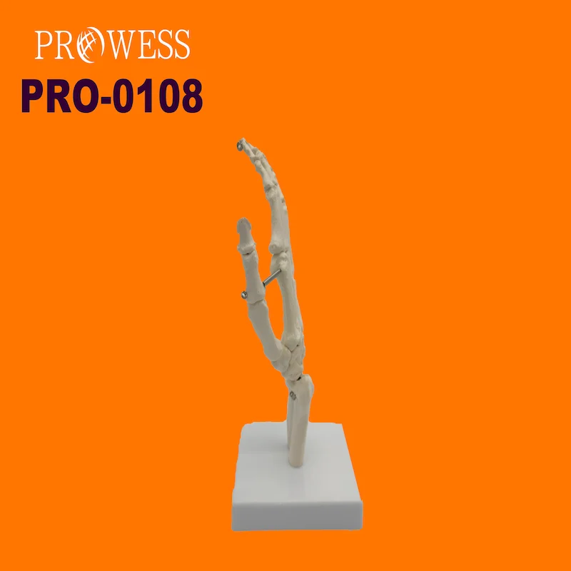 PRO-0108 Human size joint bone hand and hand bones model with joints for medical models