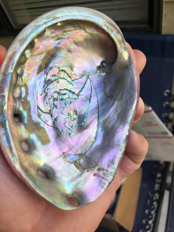 Antique Sea Shells Abalon Shell For Decoration high quality Abalone Shells