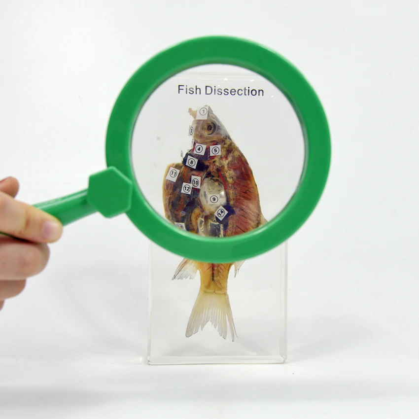 Anatomy Animal Clear Plastic Education Model Fish Dissection Resin Specimen Paperweight for School Teaching