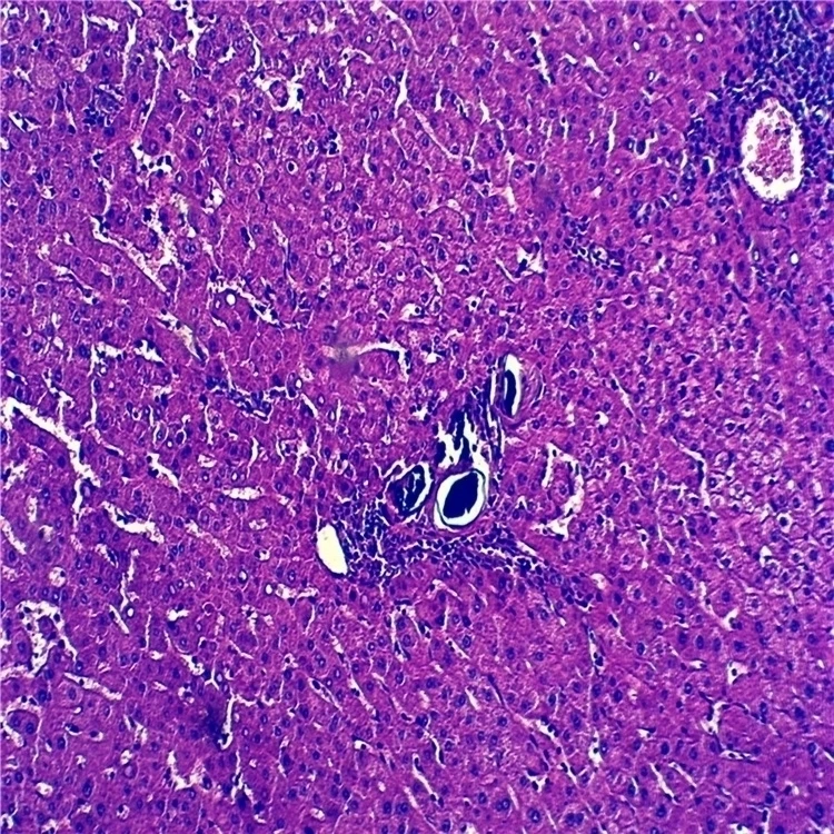 Заводские высококачественные и по лучшей цене сделано в Китае патология животных приготовленные слайды для