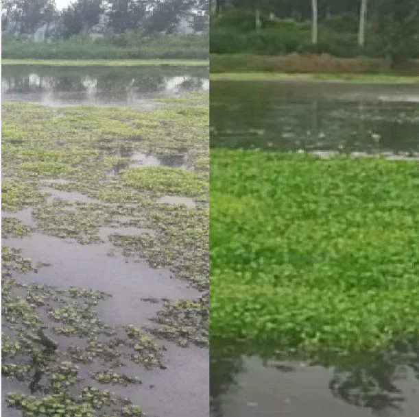 denitrifying bacteria  reduce nitrite