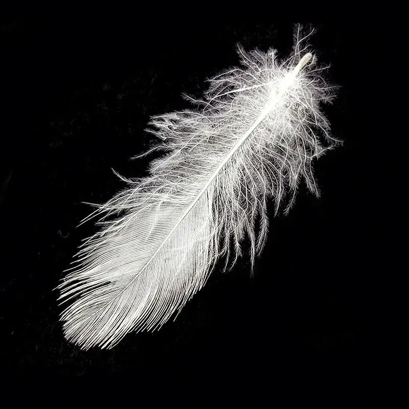 
Washed Goose Feathers Plume Natural Materials For Soft Filling Materials 