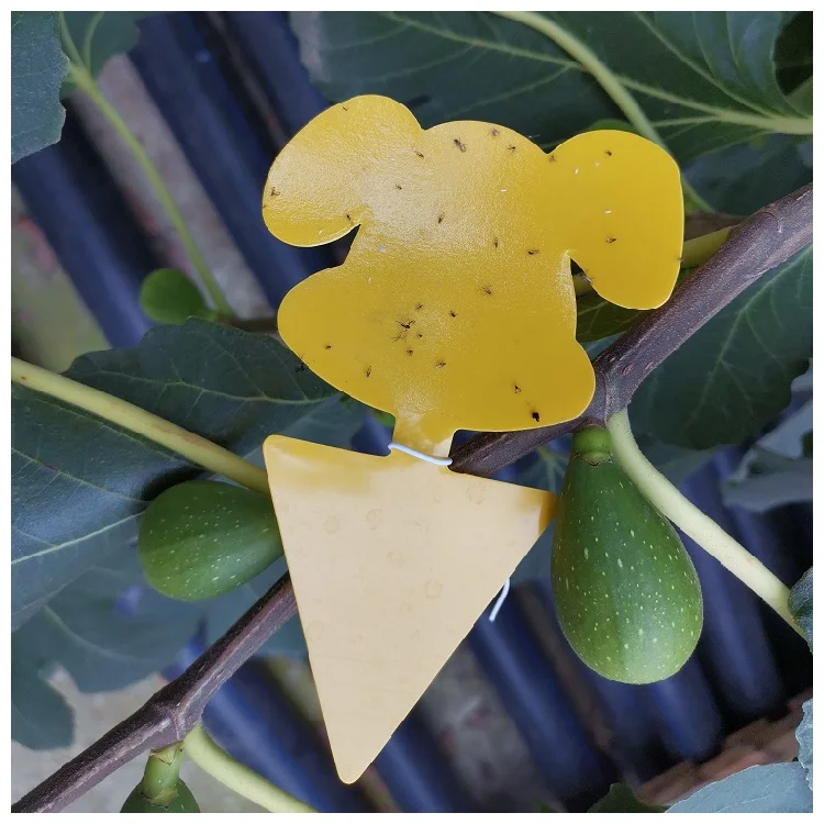 20 Pack Sticky Trap Fungus Gnat Trap Killer Indoor and Outdoor, Fruit Fly Traps for Plant, Non-Toxic and Odorless