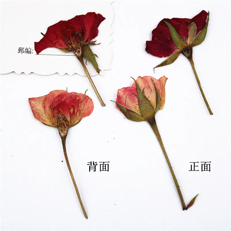 I623 Pressed Roses with Branches True Flower Material Package Dried Press Flowers Bookmark
