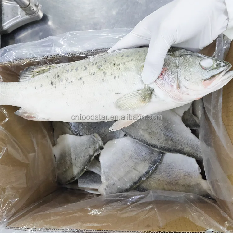 Hot Sale Fresh Frozen Whole Round Sea Bass Fish