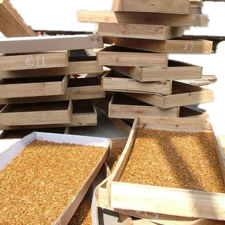 Сушеные mealworms для еды
