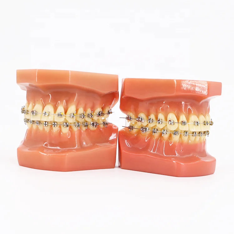 Human 32 Dental Tooth Model Medical Teaching/Dental Anatomy Model