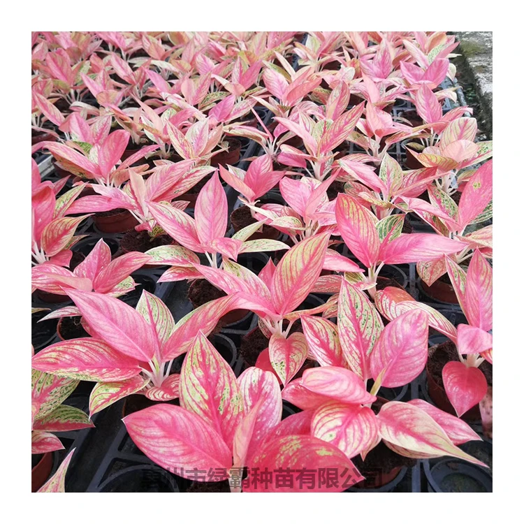 Hot sale Chinese Evergreen plant pink red Aglaonema bonsai