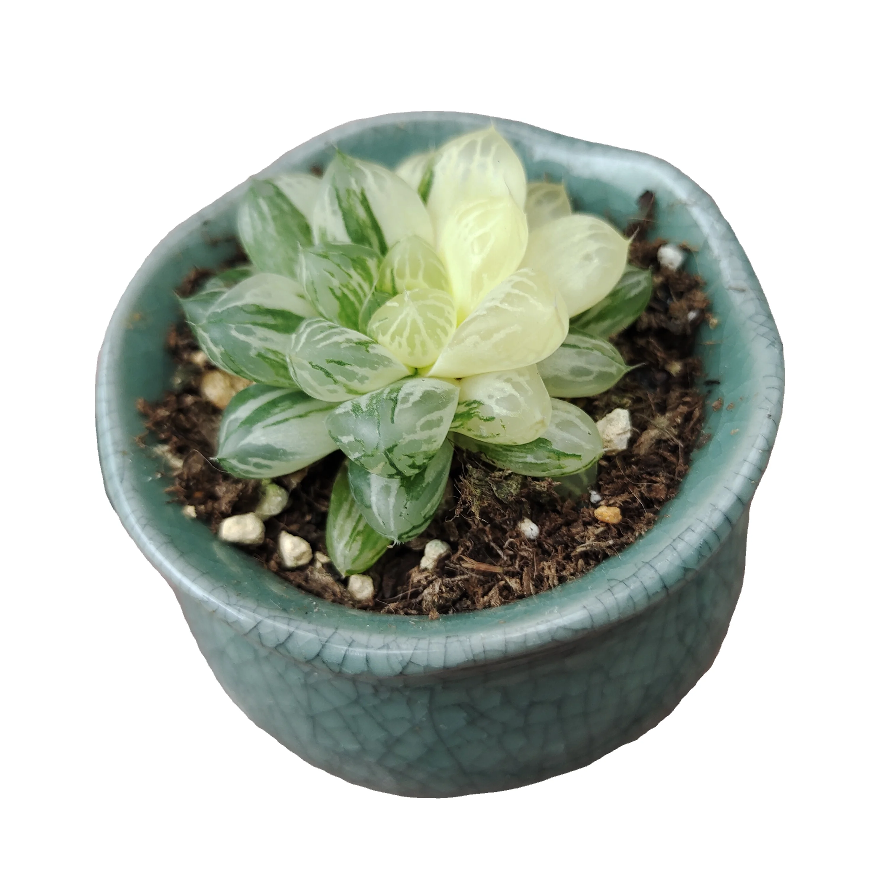 Горшок для суккулентных растений