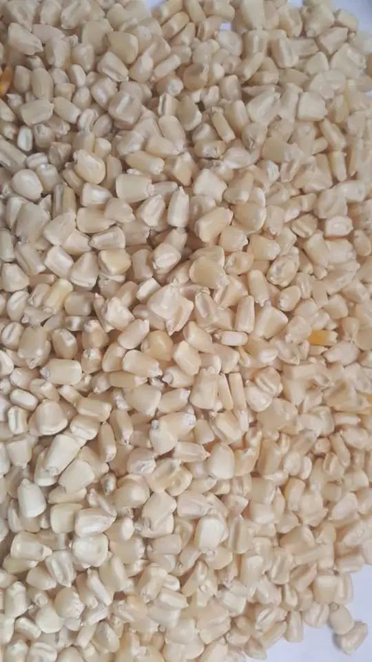 QUALITY NON GMO WHITE MAIZE