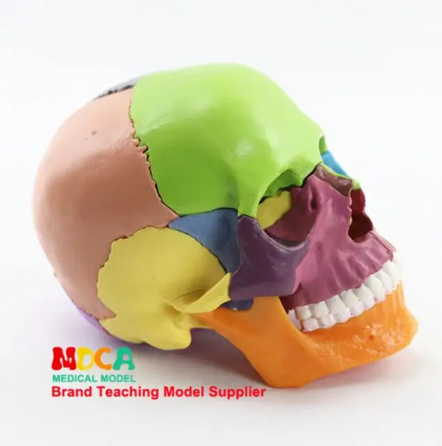 Detachable Colorful Human Skull Model Teaching