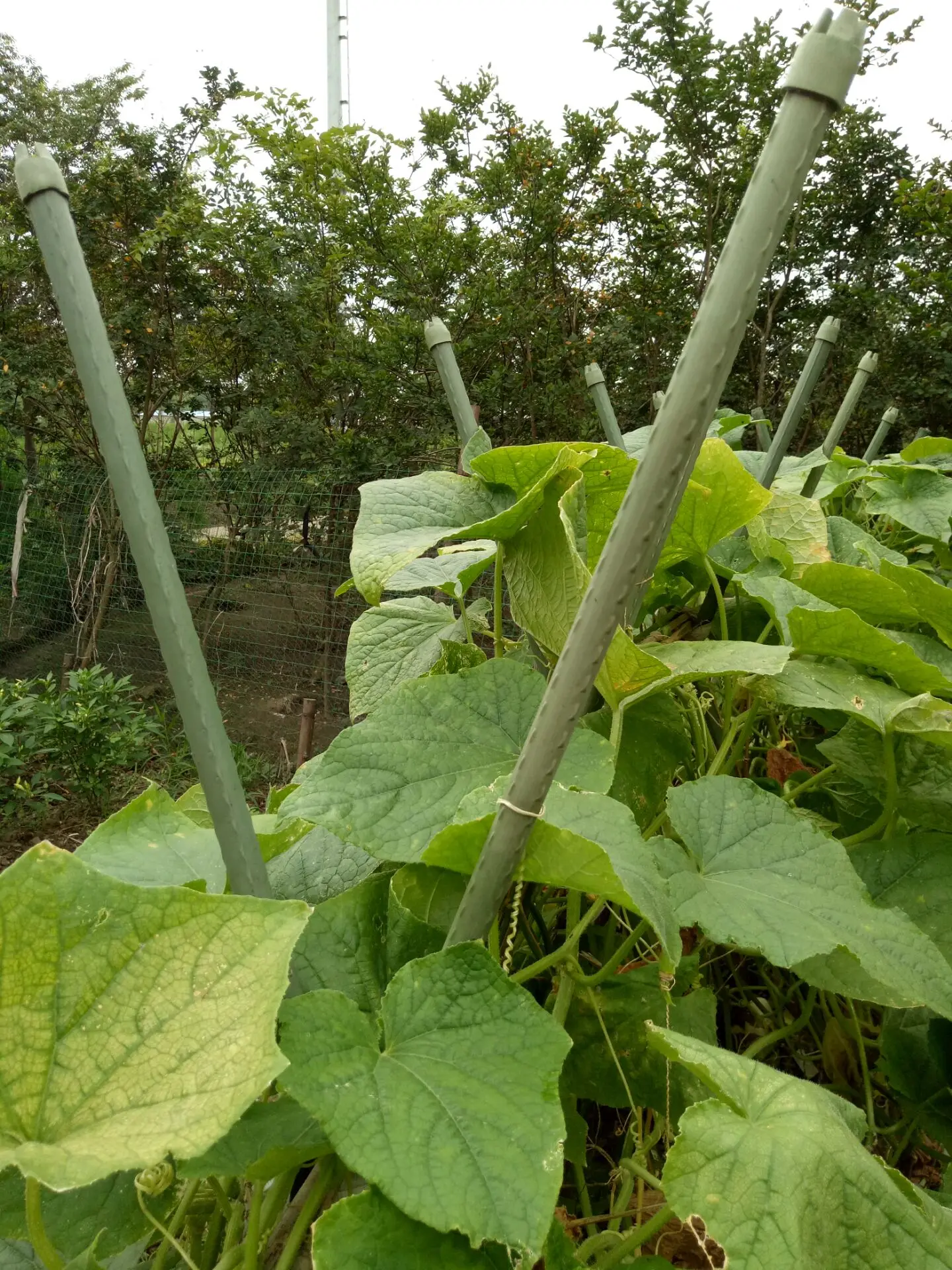 Garden Trellis Plant Connector Cross Clip for Tomato Cage Plant Stakes