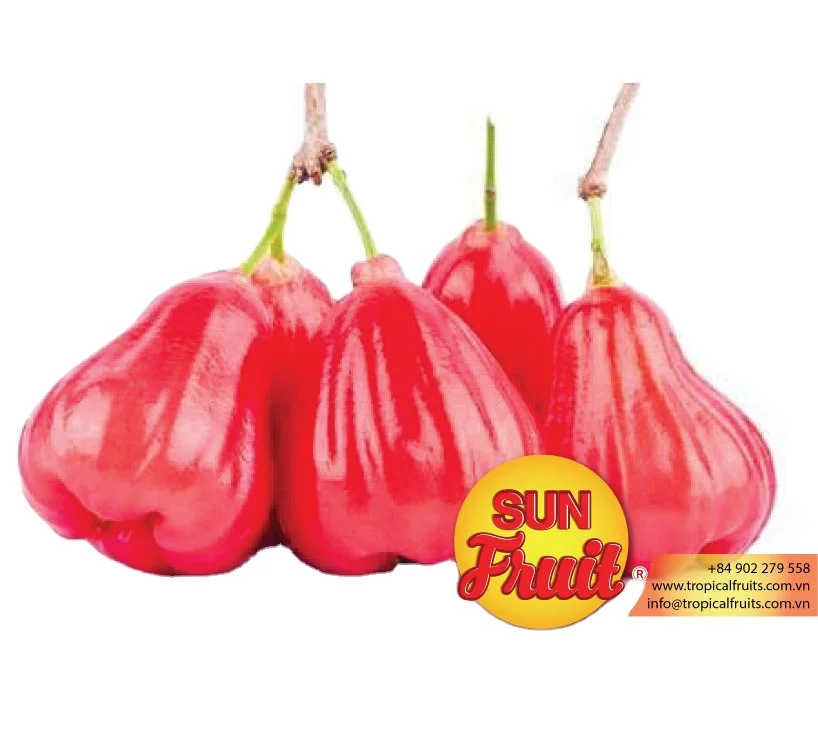 Dried Roseapple Wholesale