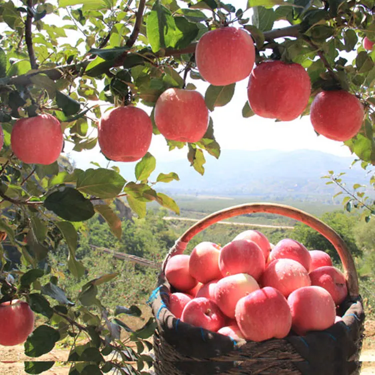 Китайский новый урожай 70 # Fuji Apple