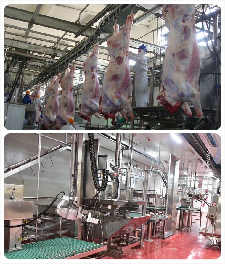 halal_meat_slaughter_process_camel_with_quality_abattoir_machine
