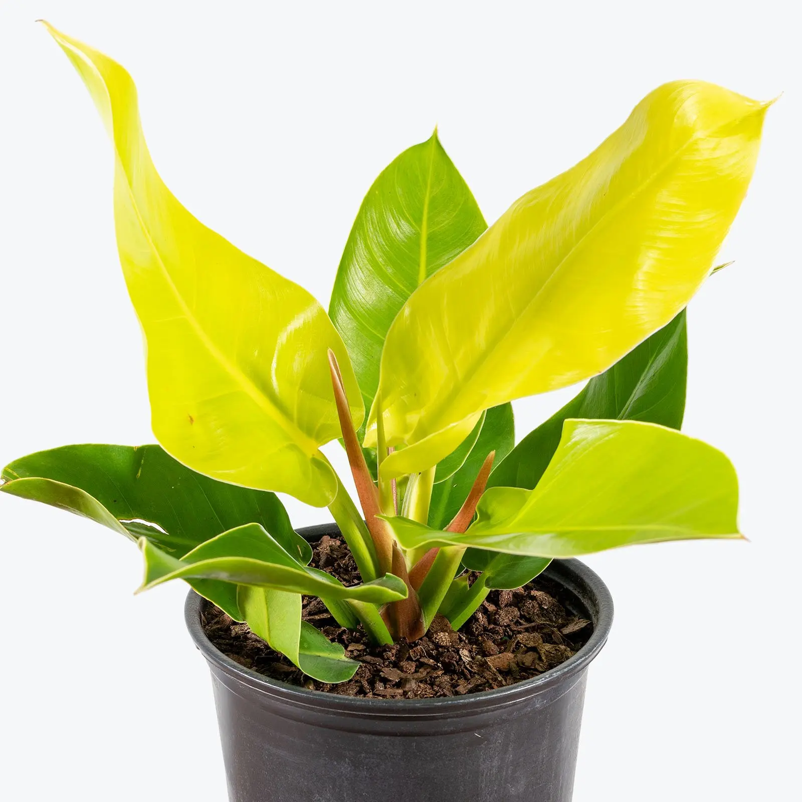 
Wholesale air purify Philodendron Moonlight tropic natural plants for sale indoor and outdoor decor 