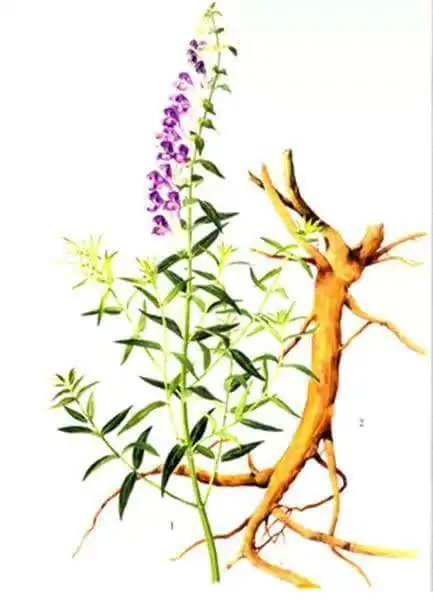 EXW price Baikal skullcap root extract 90% Baicalin in bulk