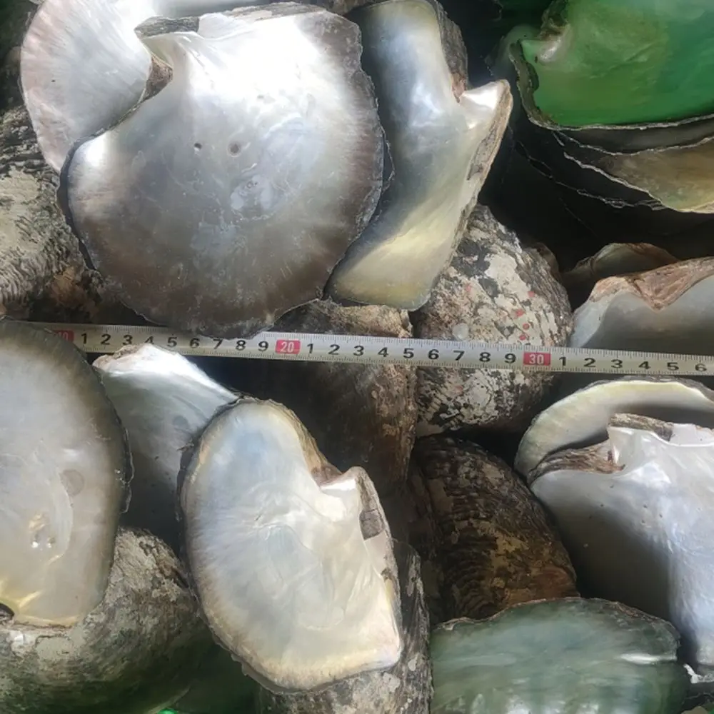 9-12cm Raw Materials Yellow MOP In Stock  Factory Price Natural Washed Yellow Mother Of Pearl