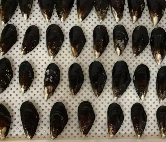 Good Quality Hot Sale Frozen Half Shell Green Mussel