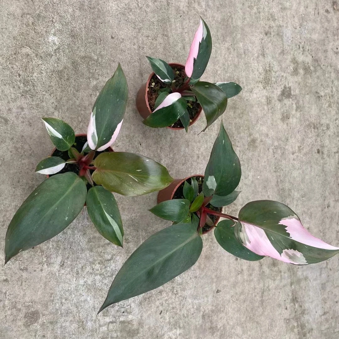 Wholesale Pink Princess interior decoration live plants