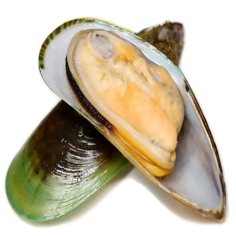 Low price Frozen seafood new 30-40PCS/KG Frozen Mussel