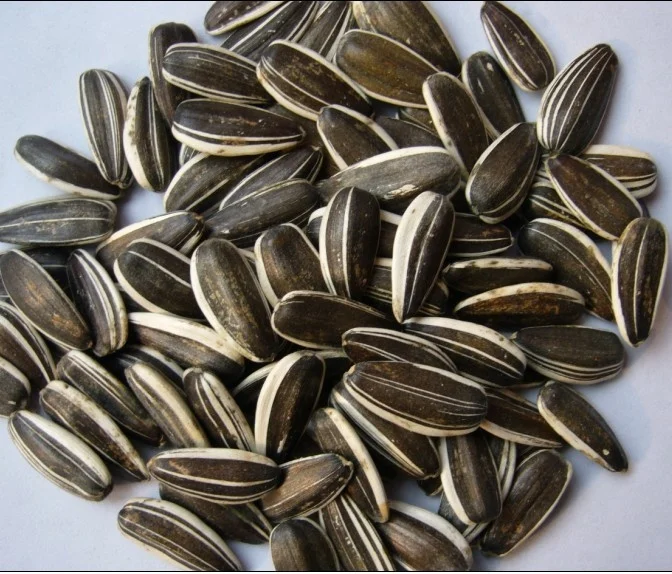 
new crop 2020 different type sunflower seeds 601 