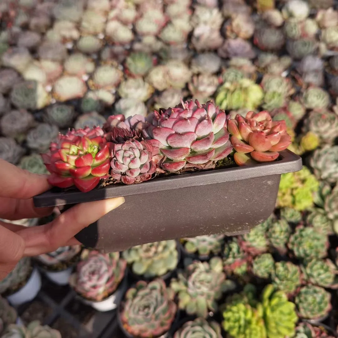 
Succulent wholesale natural plant succulent pot Korea Succulent Plants 
