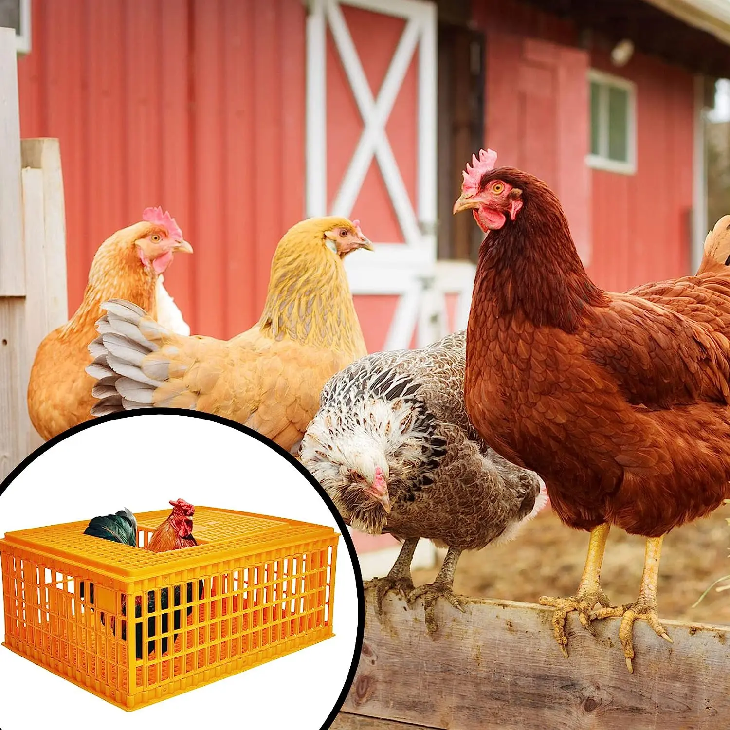 live chicken transport cage poultry plastic transport crate for duck chicken pigeon