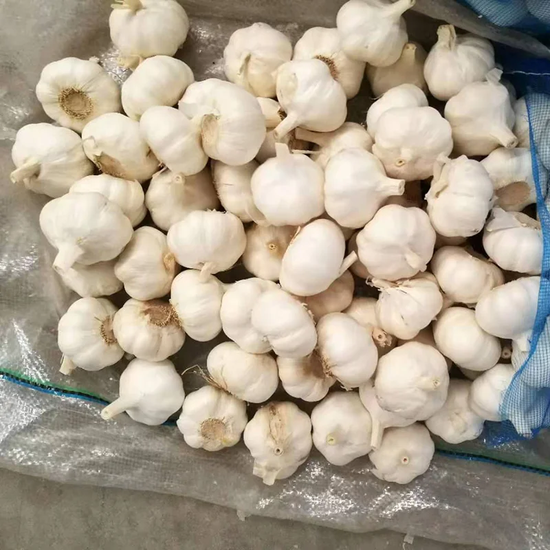 Fresh pure white garlic 5 cm to 5.5 cm pure white garlic