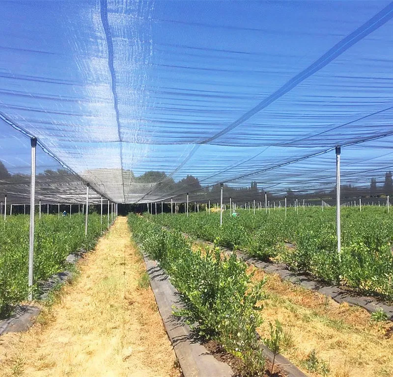 English leno weave structure Anti Hail Net with 0.3MM yarn