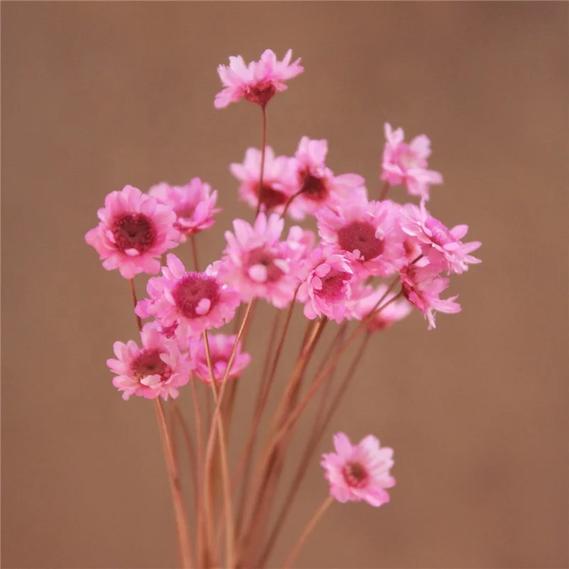 
Mini star daisy, real flowers natural dried flowers white pink flowers for Filler of the glass bottles for Home decoration 