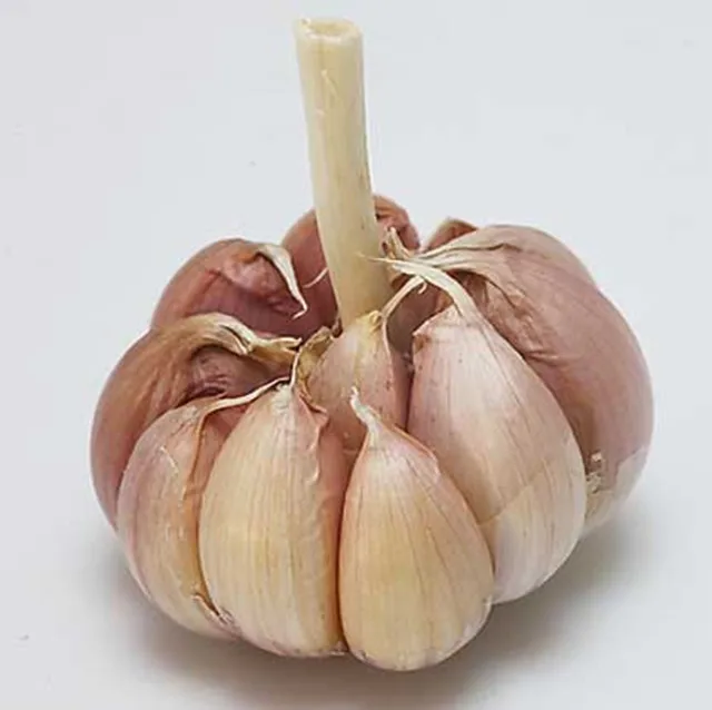 Where To Buy Wholesale Chinese Price White Garlic Pakistani