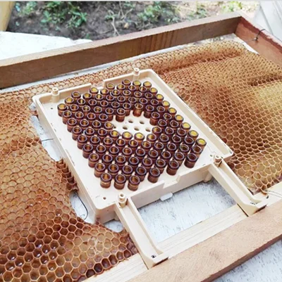 Beekeeping Tools New Jenter Queen Rearing Kit bee queen rearing box kit