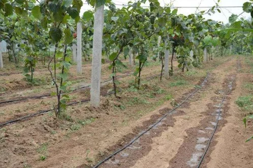 Agricultuer 2.0l/h ldpe circle inner dripper drip irrigation pipe