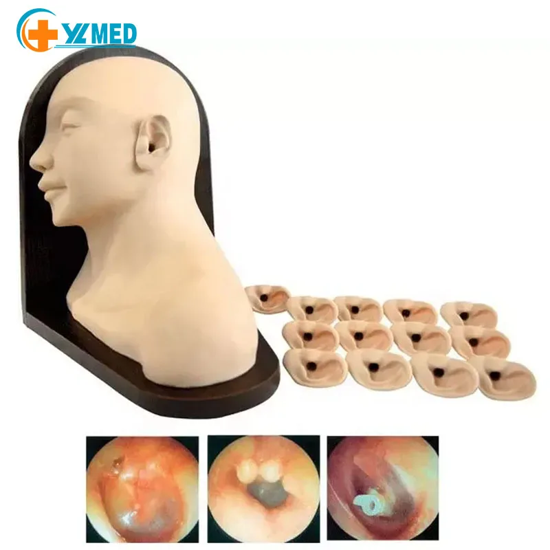 Medical Science Multifunctional Models for Ear Examination and Treatment Procedures Human Care