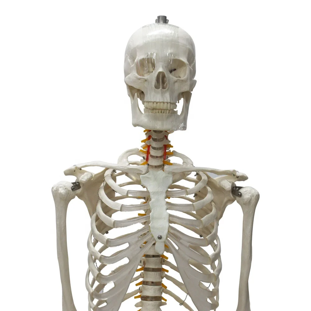 Skeleton Model Human 170 Life Size 206 Bones Interactive Adjustable Rolling Stand Medical Skeleton Anatomy Model